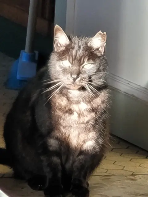 chat lost   28500 Vernouillet Ticha