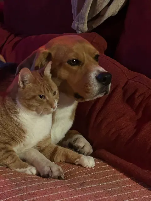 chat lost   28190 Saint-Arnoult-des-Bois Tiger