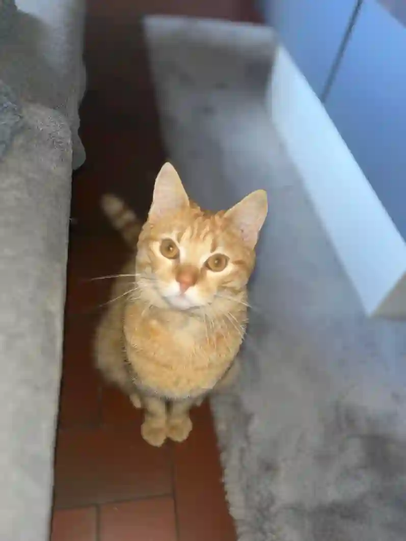Chat Perdu 28 Eure-et-Loir - Tigrou Chat Perdu 28 Eure-et-Loir - Tigrou