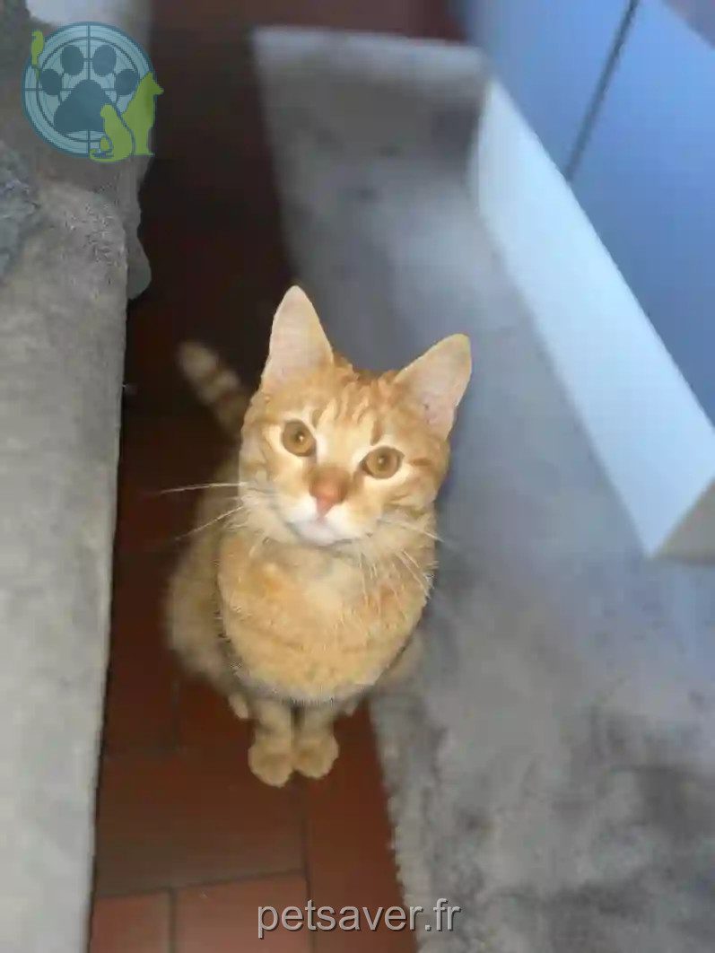 Chat Perdu 28 Eure-et-Loir - Tigrou Chat Perdu 28 Eure-et-Loir - Tigrou