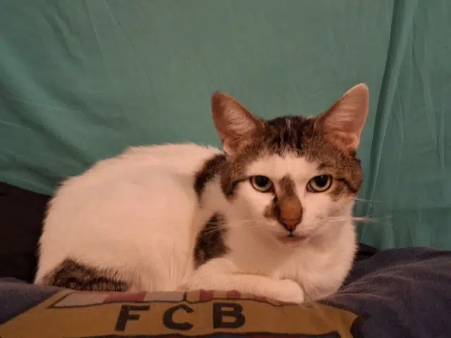 chat lost   28240 La Loupe Tigrou