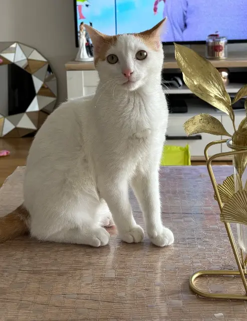 chat lost   28100 Dreux Titoune