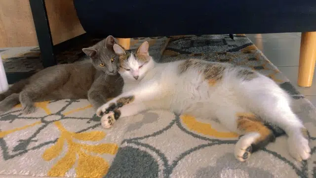 chat lost   28630 Morancez Tockyetumi