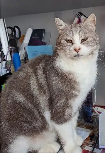 chat lost   28100 Dreux Totoro