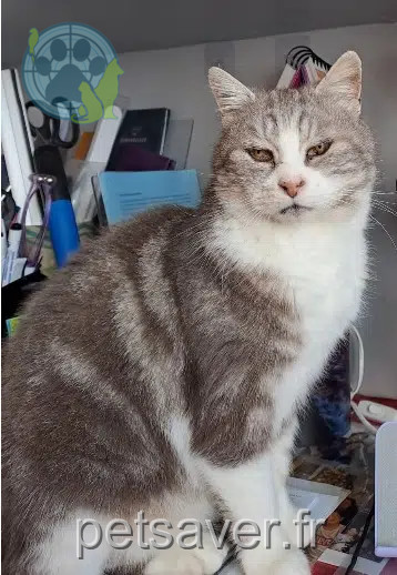 Kater vermisst 28100 Dreux Totoro Kater lost 28100 Dreux Totoro