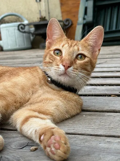 Chat Perdu 28 Eure-et-Loir - Uno Chat Perdu 28 Eure-et-Loir - Uno