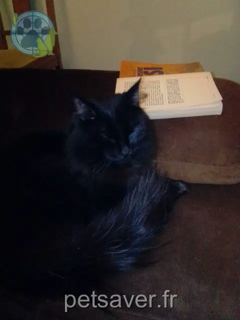 Kater lost   28100 Dreux Valeo