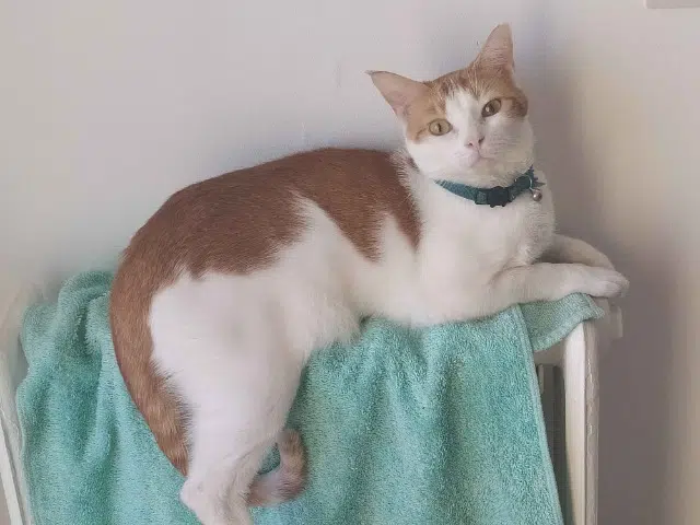 cat lost   28110 Lucé Willow