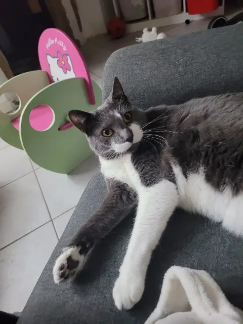 chat lost   28700 Le Gué-de-Longroi Woody