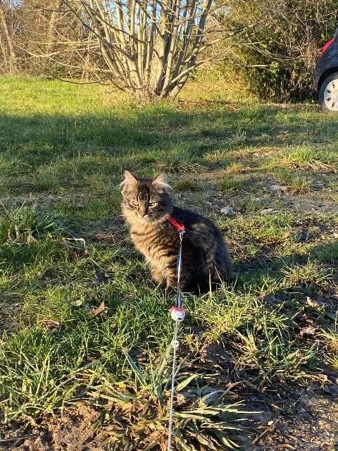 chat lost   28120 Illiers-Combray Wyllo