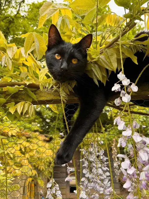 chat lost   28120 Méréglise Yaka