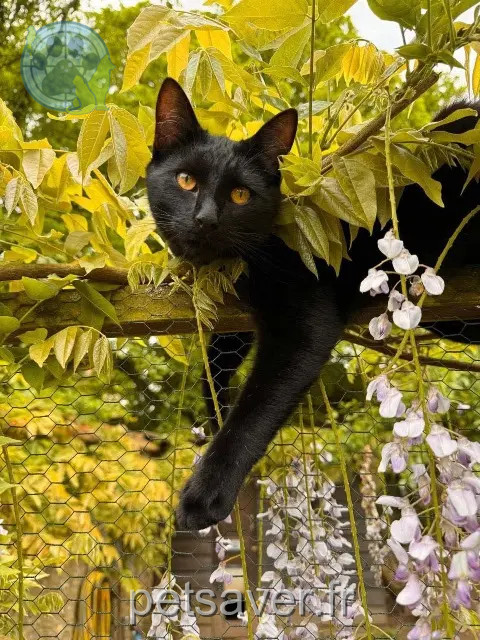 gato perdido 28120 Méréglise Yaka gato lost 28120 Méréglise Yaka