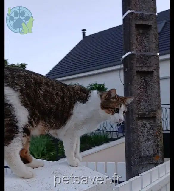 gatto lost   28160 Yèvres Yoda