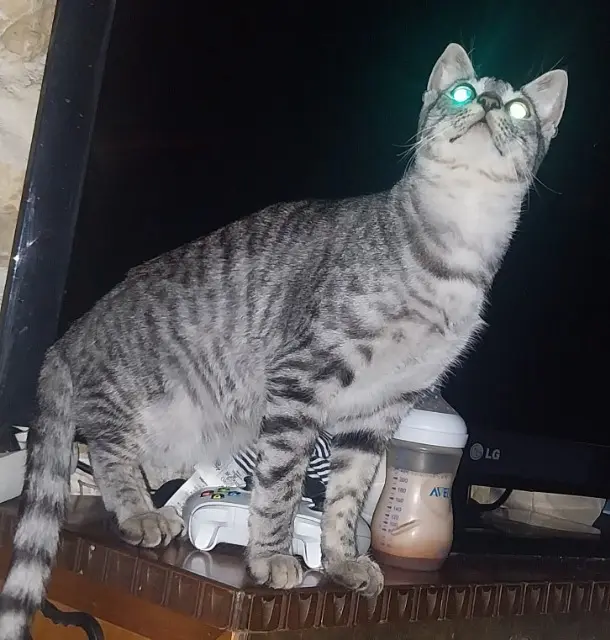 chat lost   28150 Beauvilliers Yoshi
