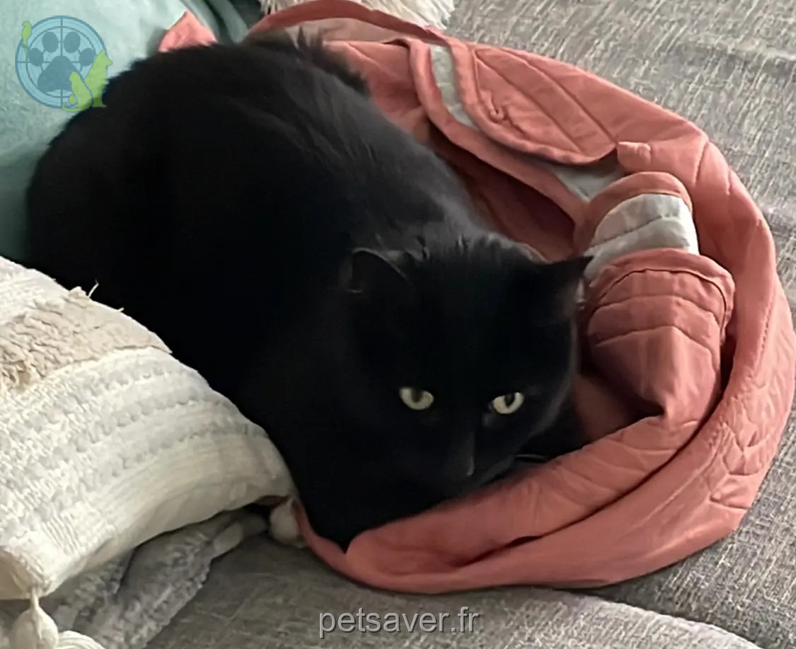 Chat Perdu 28 Eure-et-Loir - Yuki Chat Perdu 28 Eure-et-Loir - Yuki