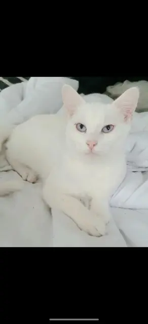 chat lost   28240 Saint-Éliph Zazou