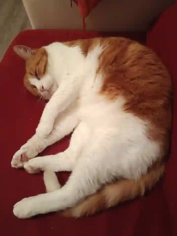 Chat Perdu 28 Eure-et-Loir - Zazu Chat Perdu 28 Eure-et-Loir - Zazu