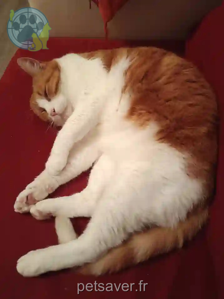 Chat Perdu 28 Eure-et-Loir - Zazu Chat Perdu 28 Eure-et-Loir - Zazu