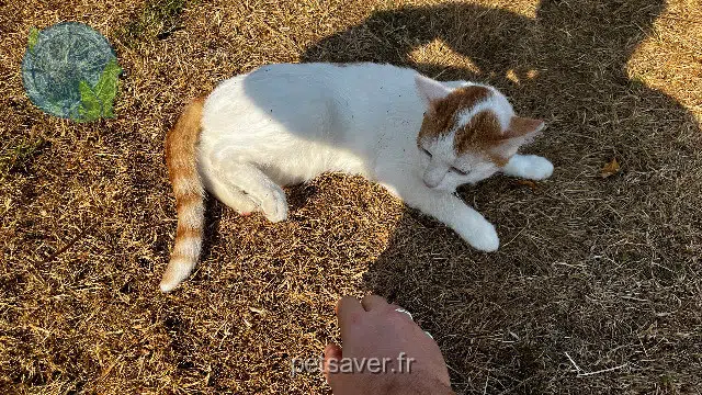 chat lost 28290 Vald'Yerre Édi