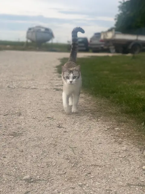 chat lost    Éole-en-Beauce Vroum