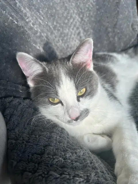 chat lost   29860 Plabennec Alby