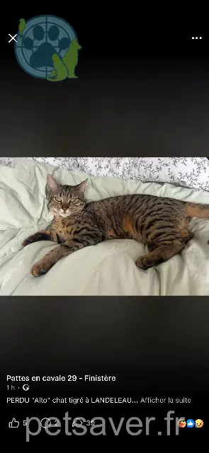 chat lost   29530 Landeleau Alto