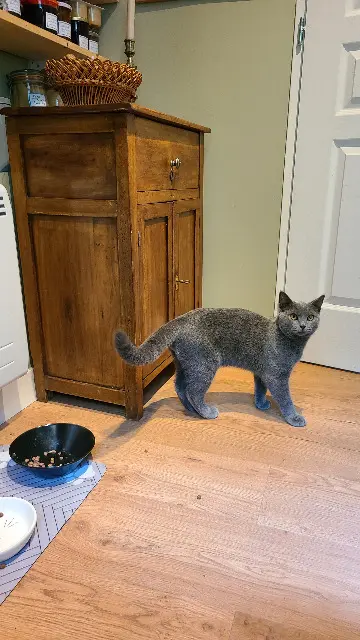 chat lost   29300 Quimperlé Api