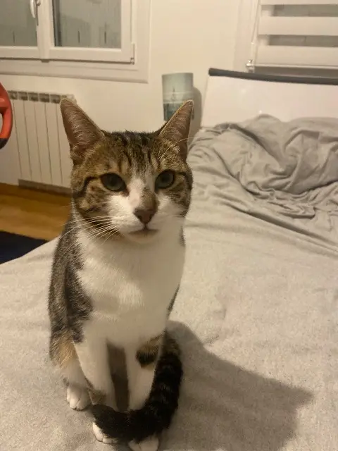 chat lost   29700 Plomelin Artichaut