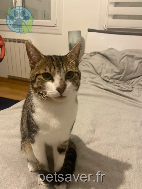 kater vermist 29700 Plomelin Artichaut kater lost 29700 Plomelin Artichaut