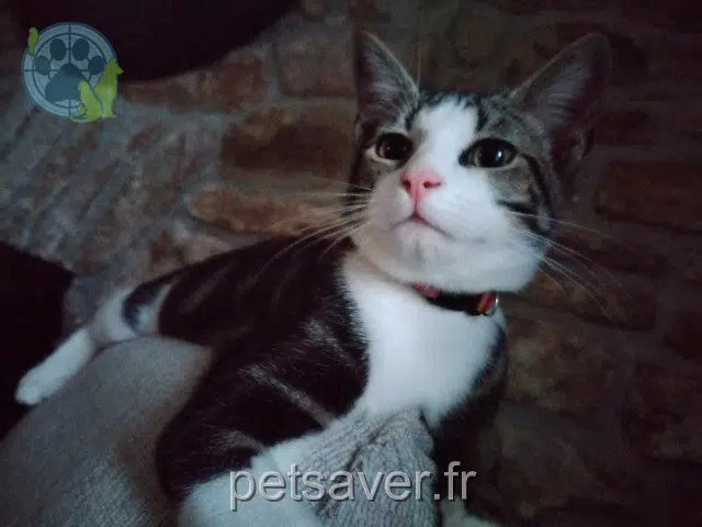 chat lost   29390 Leuhan Astus