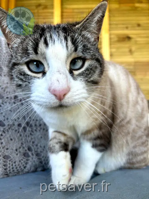 chat lost   29250 Plougoulm Athéna