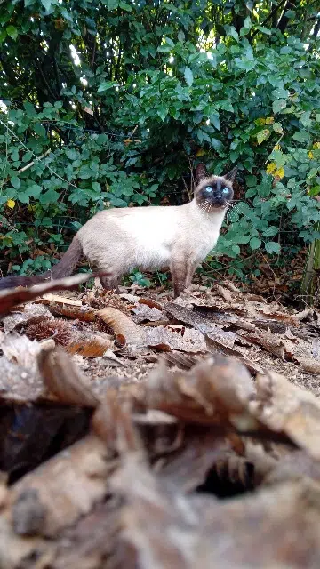 chat lost   29150 Châteaulin Azur