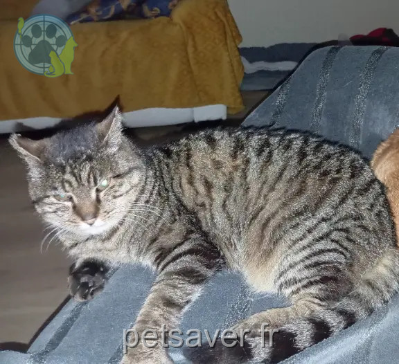 Chat Perdu 29 Finistère - Bidule Chat Perdu 29 Finistère - Bidule