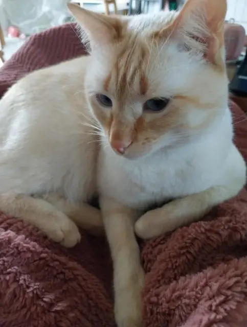 chat lost   29910 Trégunc Bili