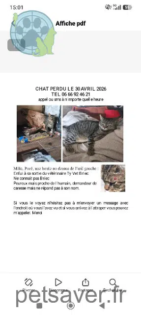 gato lost   29510 Briec Blaye