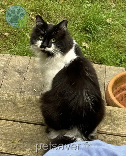 chat lost 29300 Quimperlé Boudoir