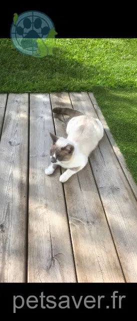 chat lost 29200 Brest Auni