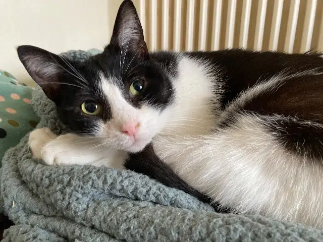 chat lost   29200 Brest Billy