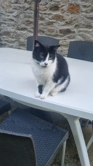 chat lost   29200 Brest Bounty