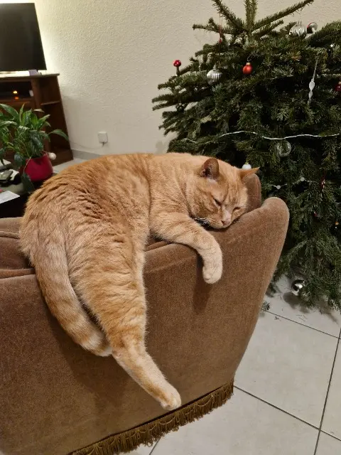 chat perdu 29200 Brest Cheddar chat lost 29200 Brest Cheddar
