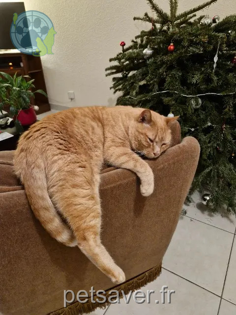 cat lost 29200 Brest Cheddar cat lost 29200 Brest Cheddar