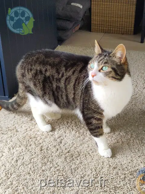 chat lost   29200 Brest Claude