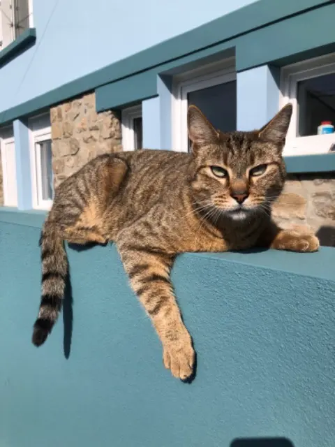 chat lost   29200 Brest Django