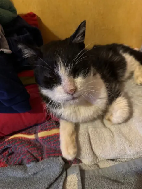 chat lost   29200 Brest Guizmo