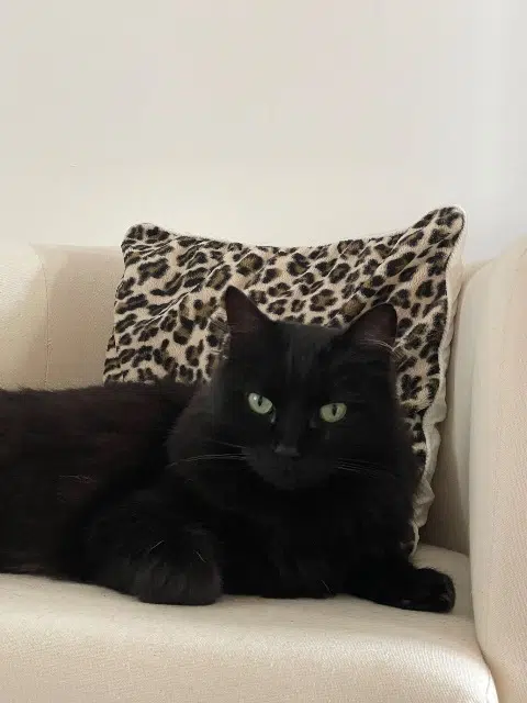 chat lost   29200 Brest Hades