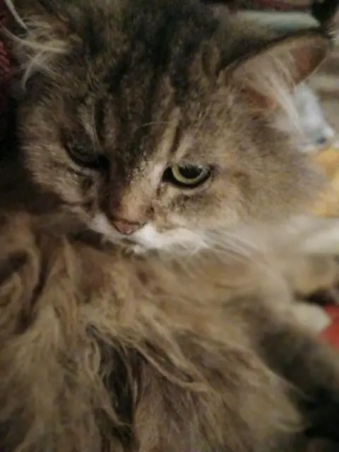 chat lost   29200 Brest loulou