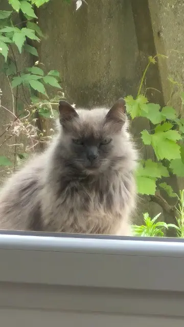 chat lost   29200 Brest Merlin