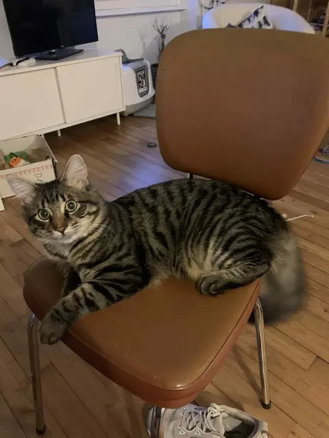cat lost   29200 Brest Mew
