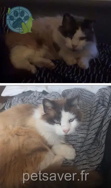 chat lost   29200 Brest Mimi