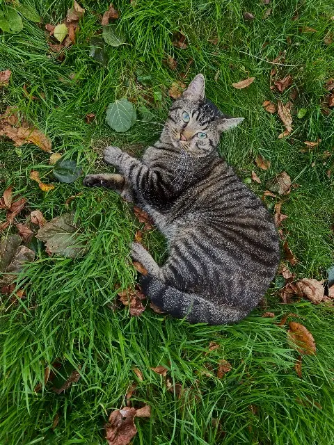 chat lost   29200 Brest Muezza